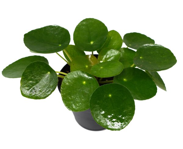 Glückstaler, (Pilea peperomioides), im 15cm Topf