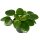 Glückstaler, (Pilea peperomioides), im 15cm Topf
