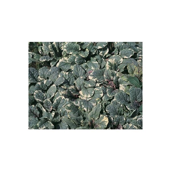 kreichender Günsel (Ajuga repens) Sorte: Burgundy Glow