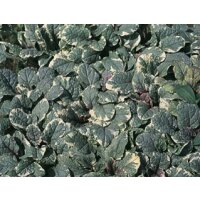 kreichender Günsel (Ajuga repens) Sorte: Burgundy Glow
