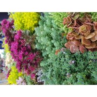 Steingarten Stauden Mischung, verschiedene winterharte Stauden, je im 12cm Topf (24 Pflanzen)