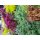 Steingarten Stauden Mischung, verschiedene winterharte Stauden, je im 12cm Topf (24 Pflanzen)