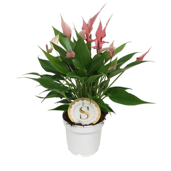 Flamingoblume, (Anthurium), Sorte: Lilli, im 12cm Topf
