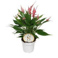 Flamingoblume, (Anthurium), Sorte: Lilli, im 12cm Topf