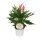 Flamingoblume, (Anthurium), Sorte: Lilli, im 12cm Topf