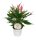 Flamingoblume, (Anthurium), Sorte: Lilli, im 12cm Topf