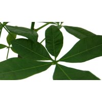 Gl&uuml;ckskastanie - Trunk (Pachira aquatica), ca. 40cm hoch, im 12cm Topf