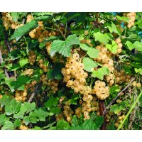 Weisse Johannisbeere, (Ribes rubrum), Sorte: Witte Parel,...