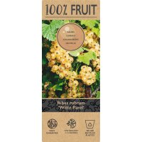 Weisse Johannisbeere, (Ribes rubrum), Sorte: Witte Parel, ca. 65cm hoch, im 14cm Topf