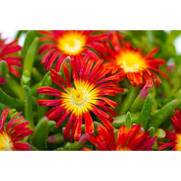 Eisblume, (Delosperma), Sorte: Wheels of Wonder Fire Wonder 2021, im 12cm Topf