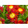 Eisblume, (Delosperma), Sorte: Wheels of Wonder Fire Wonder 2021, im 12cm Topf