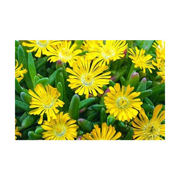 Eisblume, (Delosperma), Sorte: Wheels of Wonder Golden Wonder, im 12cm Topf