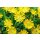 Eisblume, (Delosperma), Sorte: Wheels of Wonder Golden Wonder, im 12cm Topf