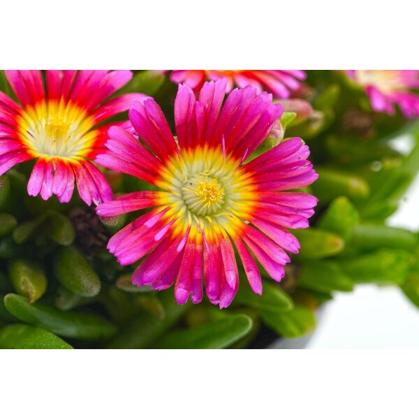 Eisblume, (Delosperma), Sorte: Wheels of Wonder Hot Pink, im 12cm Topf