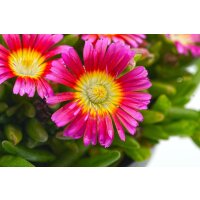 Eisblume, (Delosperma), Sorte: Wheels of Wonder Hot Pink,...