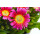 Eisblume, (Delosperma), Sorte: Wheels of Wonder Hot Pink, im 12cm Topf
