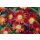 Eisblume, (Delosperma), Sorte: Wheels of Wonder Orange Wonder, im 12cm Topf