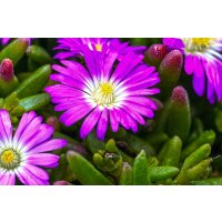 Eisblume, (Delosperma), Sorte: Wheels of Wonder Purple Wonder, im 12cm Topf