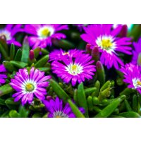 Eisblume, (Delosperma), Sorte: Wheels of Wonder Purple Wonder, im 12cm Topf