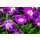 Eisblume, (Delosperma), Sorte: Wheels of Wonder Purple Wonder, im 12cm Topf