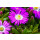 Eisblume, (Delosperma), Sorte: Wheels of Wonder Purple Wonder, im 12cm Topf