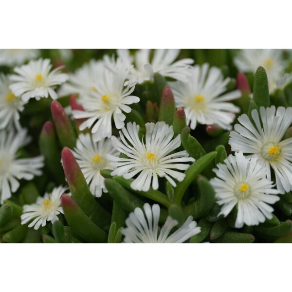 Eisblume, (Delosperma), Sorte: Wheels of Wonder White Improved, im 12cm Topf