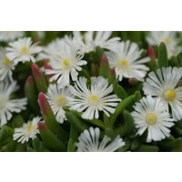 Eisblume, (Delosperma), Sorte: Wheels of Wonder White Improved, im 12cm Topf