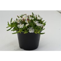 Eisblume, (Delosperma), Sorte: Wheels of Wonder White Improved, im 12cm Topf