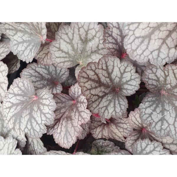 Purpurglöckchen (Heuchera), Sorte: Silver Lord, im 12cm Topf