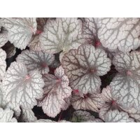 Purpurgl&ouml;ckchen (Heuchera), Sorte: Silver Lord, im 12cm Topf