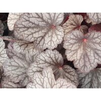 Purpurgl&ouml;ckchen (Heuchera), Sorte: Silver Lord, im 12cm Topf