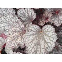 Purpurgl&ouml;ckchen (Heuchera), Sorte: Silver Lord, im 12cm Topf