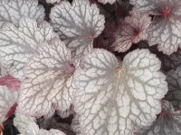 Purpurgl&ouml;ckchen (Heuchera), Sorte: Silver Lord, im 12cm Topf