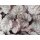 Purpurglöckchen (Heuchera), Sorte: Silver Lord, im 12cm Topf