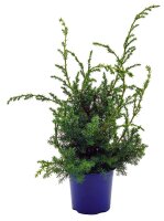 Grill-Wacholder, (Juniperus communis &rsquo;Meyer&lsquo;),  im 13cm Topf