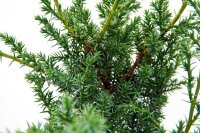 Grill-Wacholder, (Juniperus communis &rsquo;Meyer&lsquo;),  im 13cm Topf