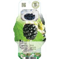Brombeere, (Rubus fructiosus), Sorte: Thornfree, ca. 65cm hoch, im 14cm Topf