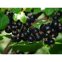 Schwarze Johannisbeere, (Ribes nigrum), Sorte: Titania,...