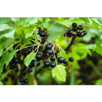 Schwarze Johannisbeere, (Ribes nigrum), Sorte: Titania,...