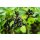 Schwarze Johannisbeere, (Ribes nigrum), Sorte: Titania, ca. 65cm hoch, im 14cm Topf