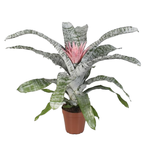 Bromelie Aechmea Sorte: Primera, (Aechmea), im 15cm Topf