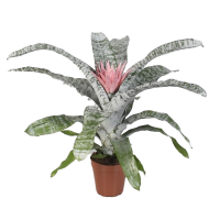 Bromelie Aechmea Sorte: Primera, (Aechmea), im 15cm Topf