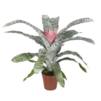 Bromelie Aechmea Sorte: Primera, (Aechmea), im 15cm Topf