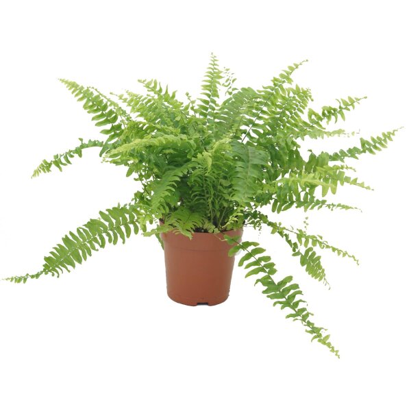 Schwertfarn, (Nephrolepis), im 9cm Topf
