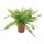 Schwertfarn, (Nephrolepis), im 9cm Topf