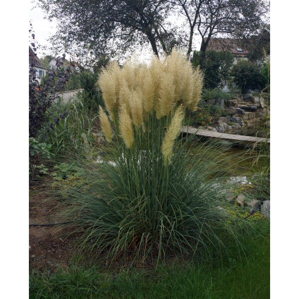 Pampasgras, (Cortaderia), Sorte: Evita®, im 2 Liter Container, ca. 70cm hoch
