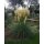 Pampasgras, (Cortaderia), Sorte: Evita®, im 2 Liter Container, ca. 70cm hoch