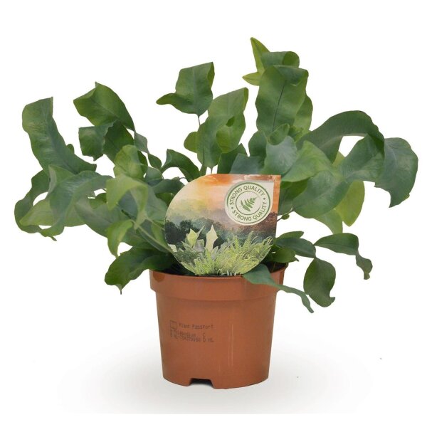 Blaufarn (Phlepodium), Sorte: Blue Star, im 9cm Topf, ca. 15cm hoch