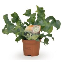 Blaufarn (Phlepodium), Sorte: Blue Star, im 9cm Topf, ca....