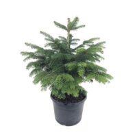 Bio Nordmanntanne im Topf gewachsen, im 32cm Topf, ca....